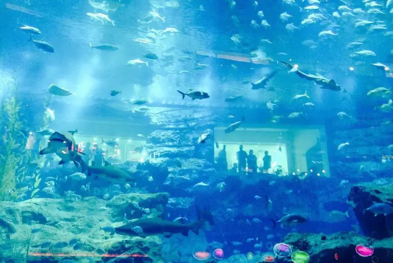 Dubai Aquarium and Underwater Zoo